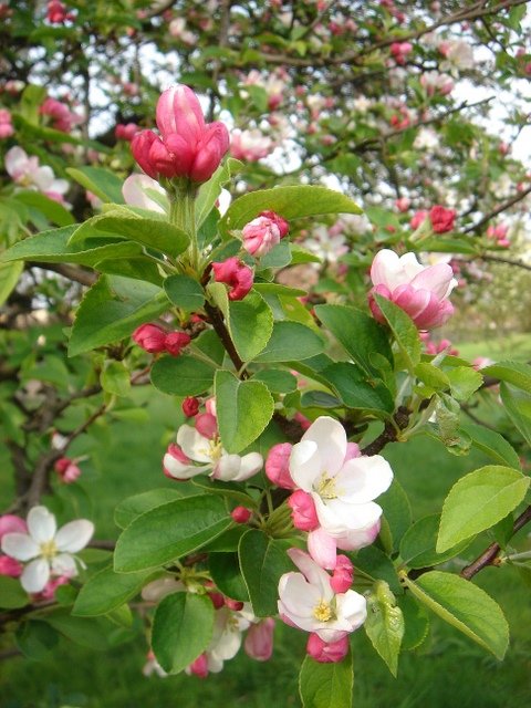Malus floribunda